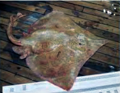 Dipturus sp. cf. flossada_04.jpg